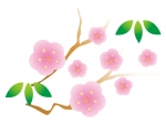 ピンク色の梅の花の年賀状イラスト