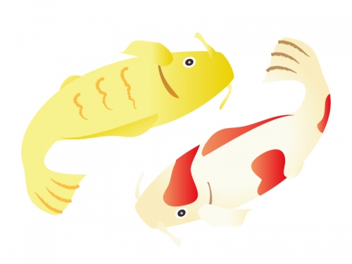 金と紅白の鯉の年賀状イラスト